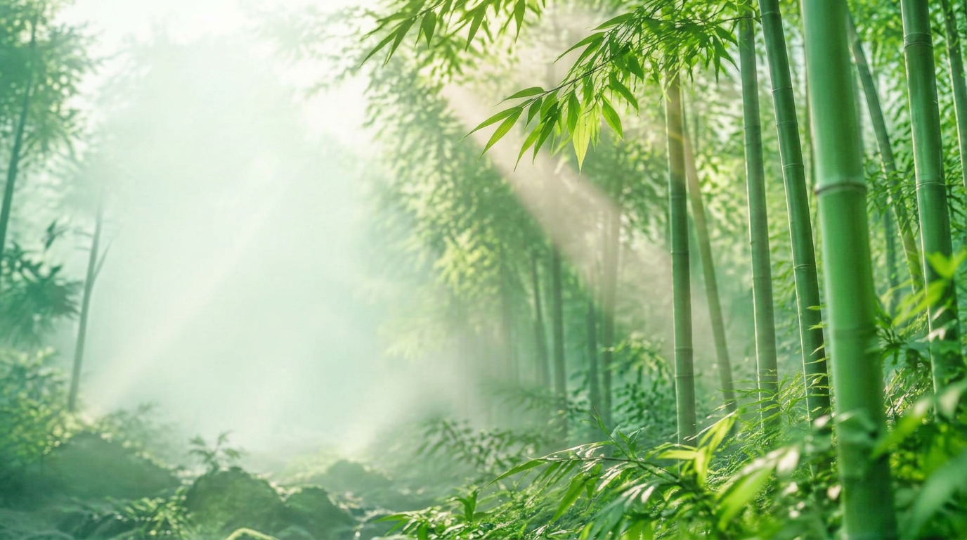 Deep green bamboo forest with soft morning mist and light rays